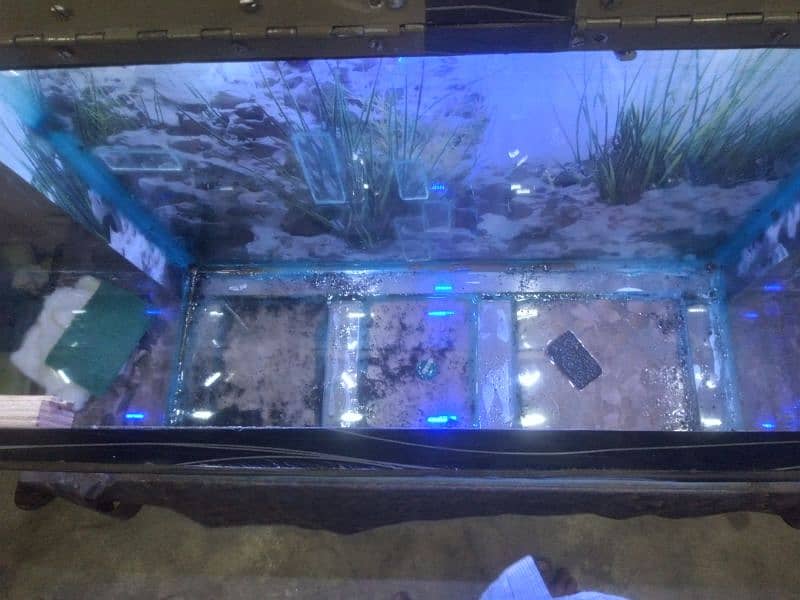 Fish Aquarium 6