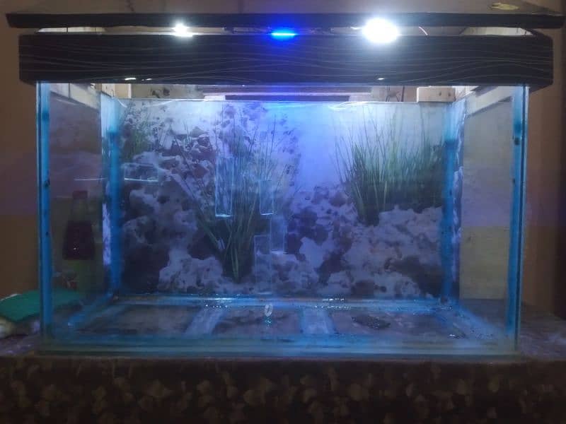 Fish Aquarium 10