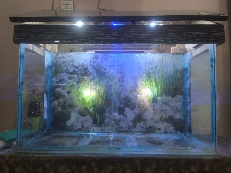 Fish Aquarium 11