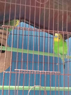 Parrots Available For Sale In Gulistan-E-Johuar Block 19