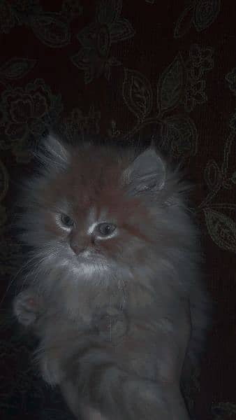 Doulbe Coated Persian kitten with Accessories 6