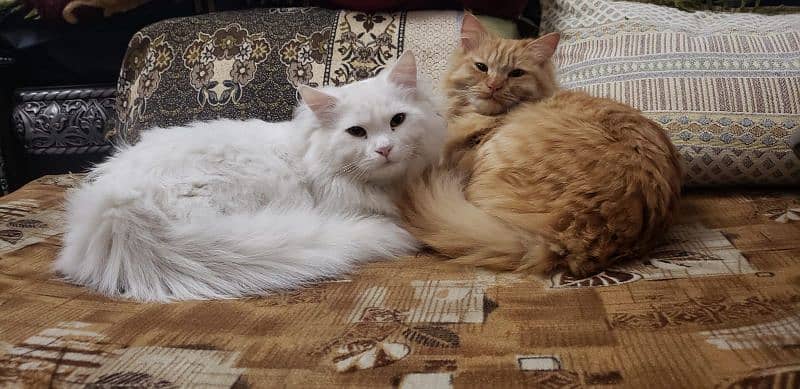 Cat | Kitten | Cat pair | Persian kitten | Tripple coat 0