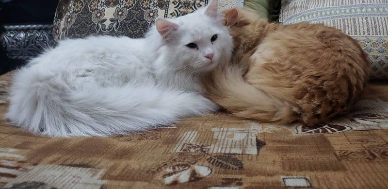 Cat | Kitten | Cat pair | Persian kitten | Tripple coat 2