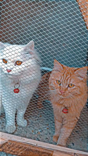 Cat | Kitten | Cat pair | Persian kitten | Tripple coat 3