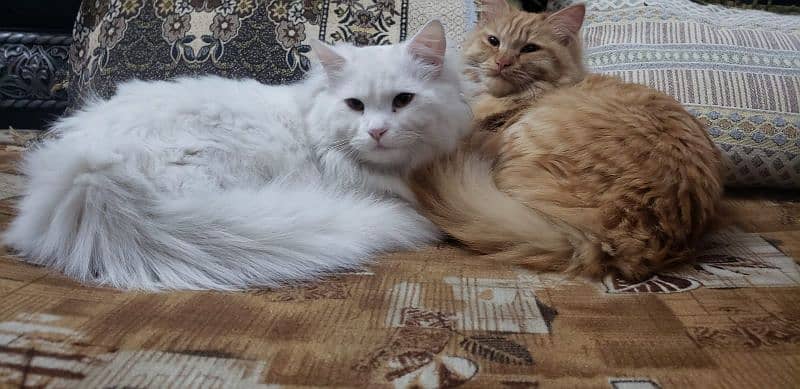 Cat | Kitten | Cat pair | Persian kitten | Tripple coat 4