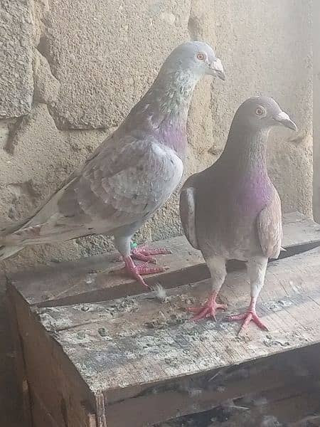 Pigeon 0