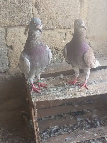 Pigeon 4
