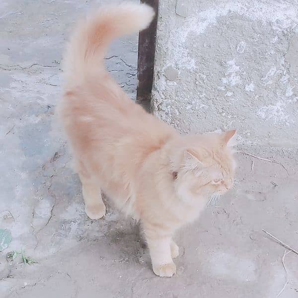 long coated Persian cat 0