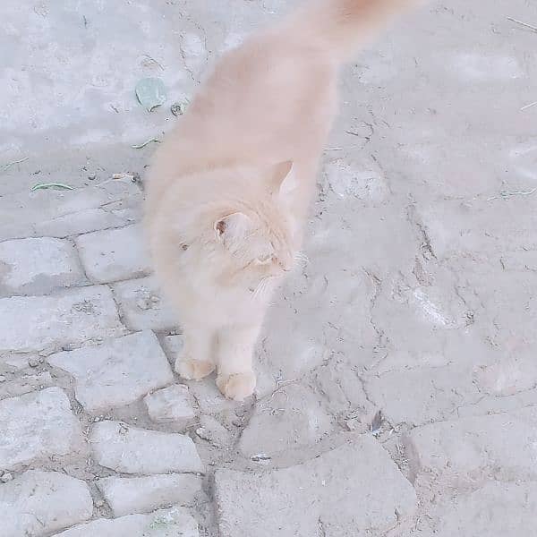 long coated Persian cat 1