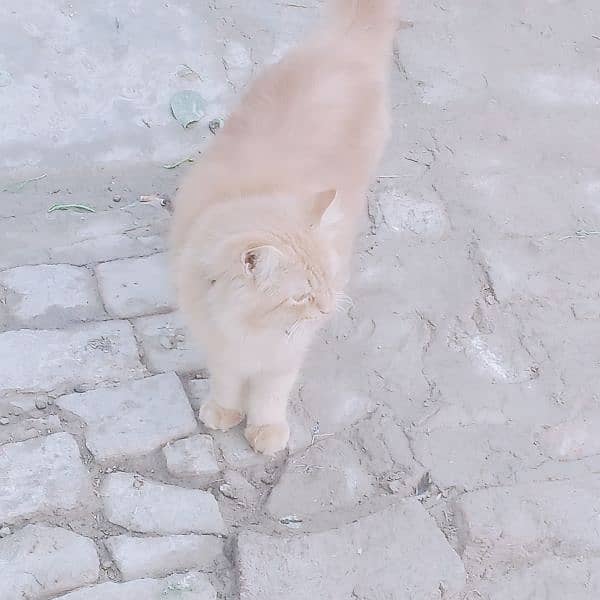 long coated Persian cat 2