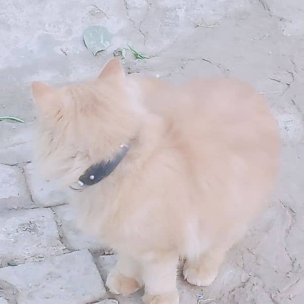 long coated Persian cat 3