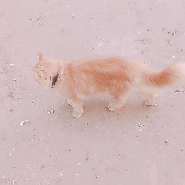 long coated Persian cat 4