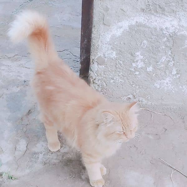long coated Persian cat 8