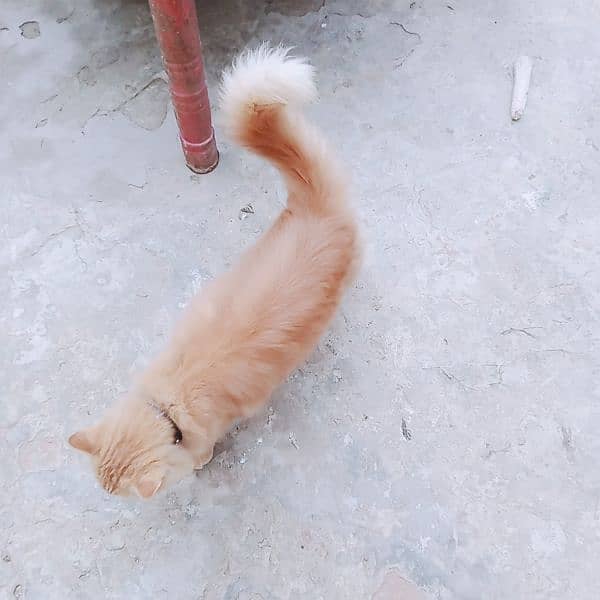 long coated Persian cat 9
