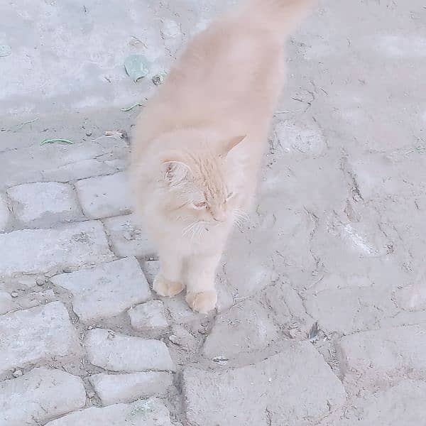long coated Persian cat 11
