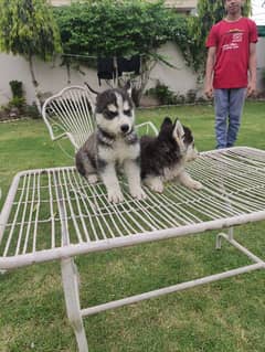 Quality Husky pups (kept by army officer)