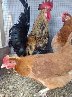 Eggs Laying Hens for sale. 
Location burewala . 
20 Hens 0