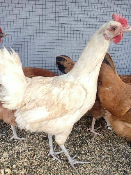 Eggs Laying Hens for sale. 
Location burewala . 
20 Hens 1
