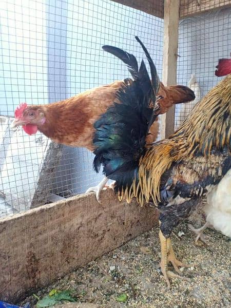 Eggs Laying Hens for sale. 
Location burewala . 
20 Hens 2