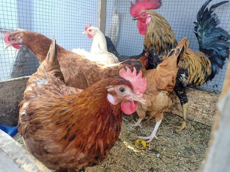 Eggs Laying Hens for sale. 
Location burewala . 
20 Hens 3