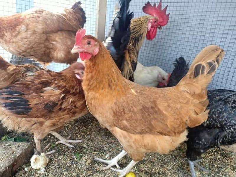 Eggs Laying Hens for sale. 
Location burewala . 
20 Hens 4