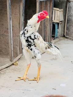 3 Aseel Murgh Top Quality Bloodline