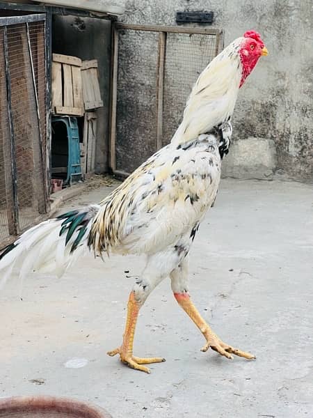 3 Aseel Murgh Top Quality Bloodline 1