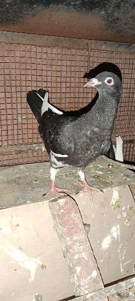 pigeon for sale 2