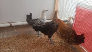 misri hens ready to egg laying for sell