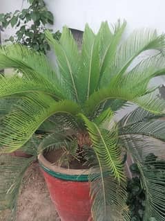 KANGHI PALM for sale