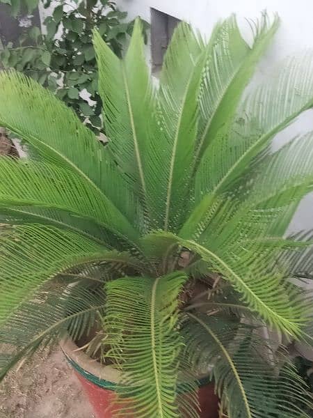 KANGHI PALM for sale 1