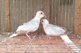 Quality red pied blue pied dove pathay with DNA