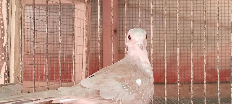 Quality red pied blue pied dove pathay with DNA 1