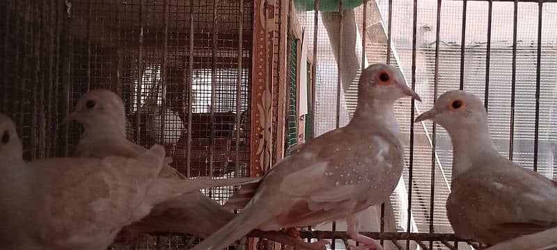 Quality red pied blue pied dove pathay with DNA 2