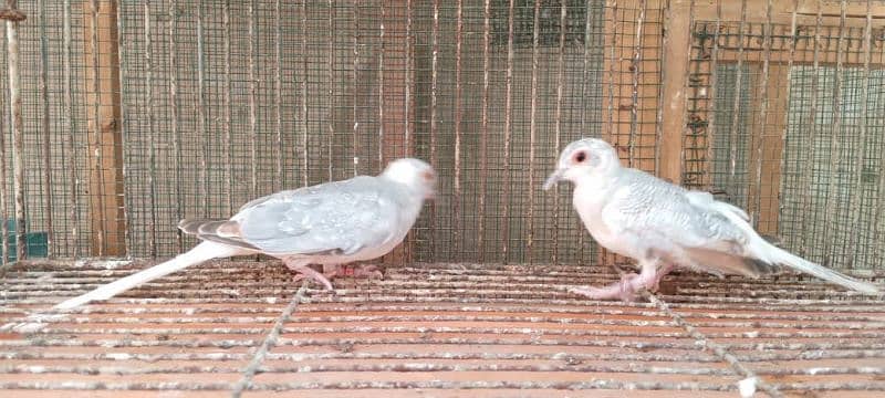 Quality red pied blue pied dove pathay with DNA 3
