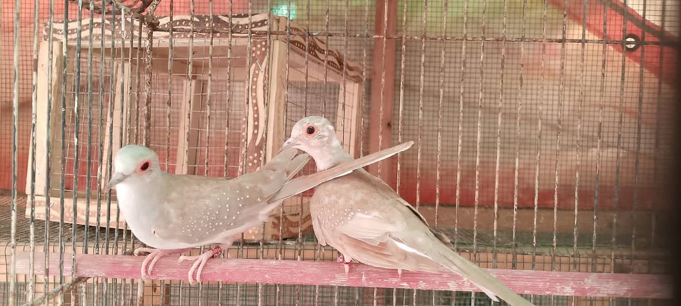 Quality red pied blue pied dove pathay with DNA 4