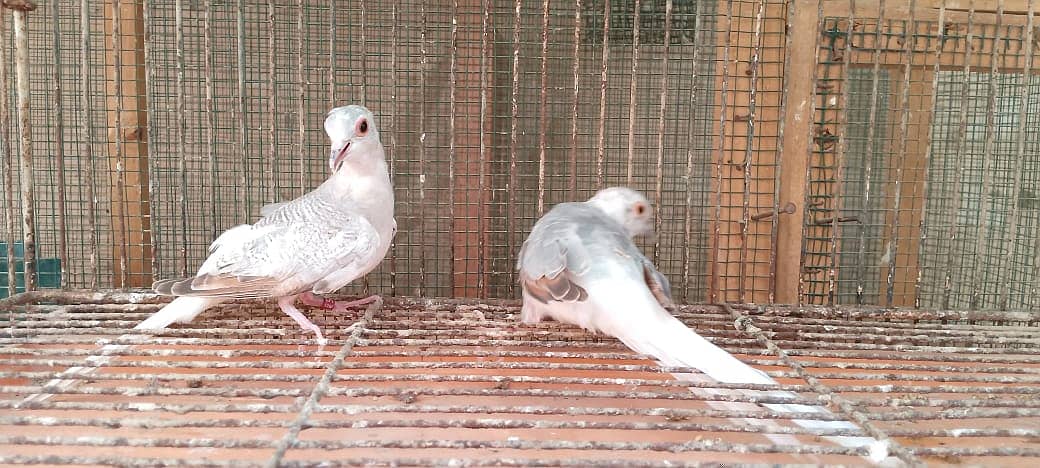 Quality red pied blue pied dove pathay with DNA 8