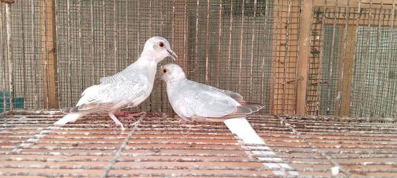 Quality red pied blue pied dove pathay with DNA 10