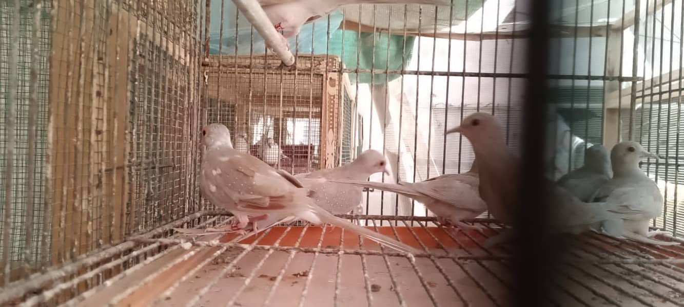 Quality red pied blue pied dove pathay with DNA 13