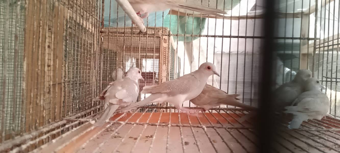 Quality red pied blue pied dove pathay with DNA 15
