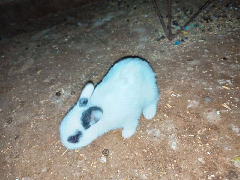 rabbit Babes 1
