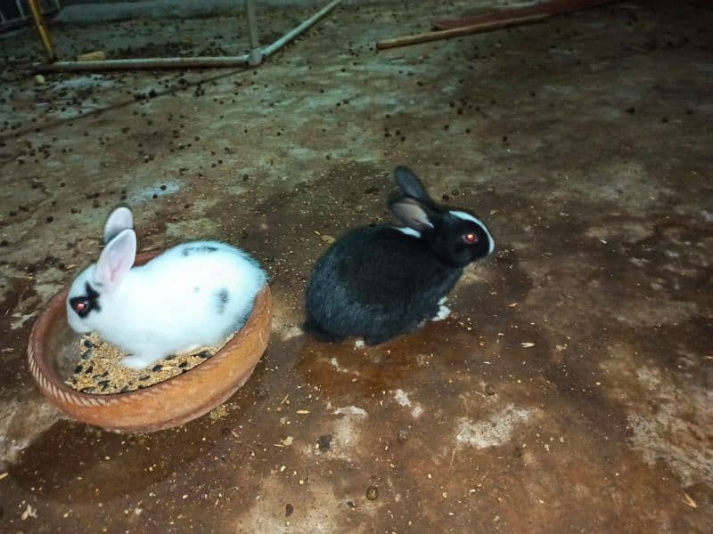 rabbit Babes 2