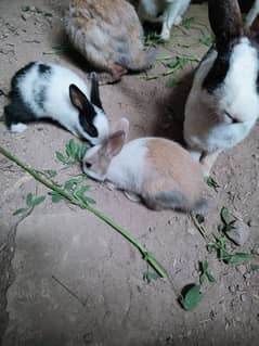 Rabbits / Khargosh