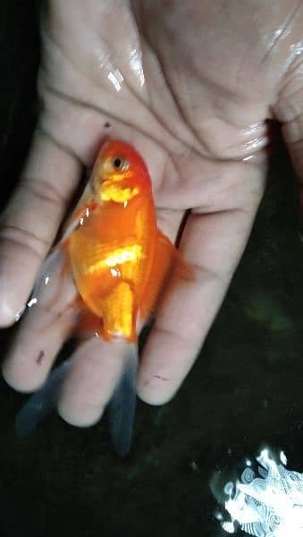 Gold fish 0