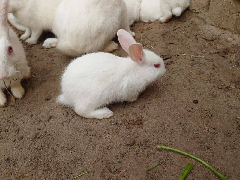 White Rabbits , Red Eyes 0