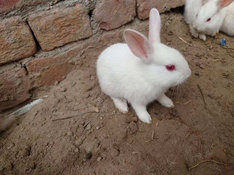 White Rabbits , Red Eyes 7