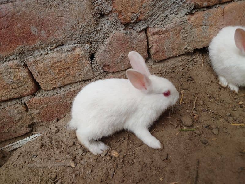 White Rabbits , Red Eyes 8