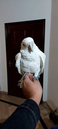 Goffin cockatoo age One year Healthy Active