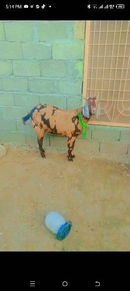 pregnant goat 0
