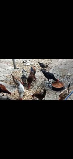 Golden Misri | Egg Laying Hens | murgiya | Desi hens